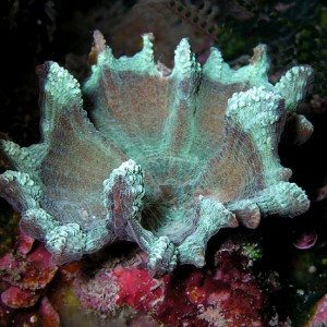 Hard Coral Cup