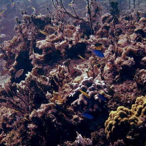 Tropical Fish-Cococay, Bahamas 083104