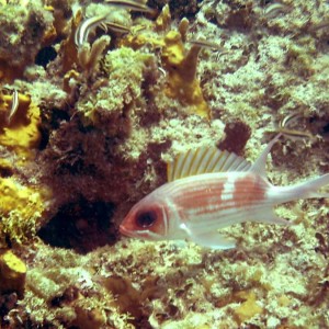 Squirrelfish (Cococay, Bahamas 083104)