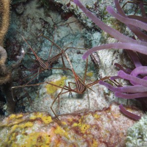 Arrow Crabs Bonaire