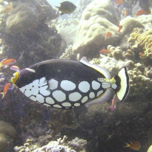 Clown Triggerfish