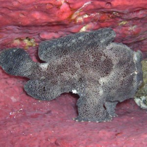 frogfish-3-5