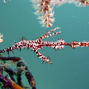 Harlequin_Ghost_Pipefish_1