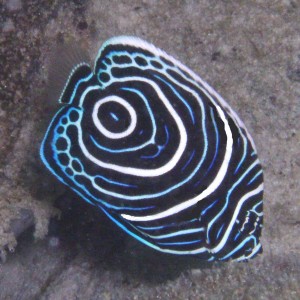 Juvenille_Angelfish