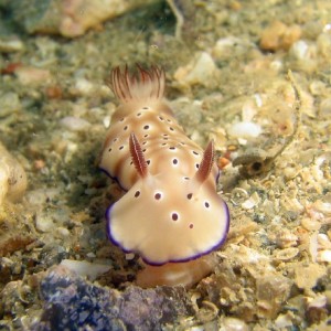 Nudibranch - Risbecia Tryoni