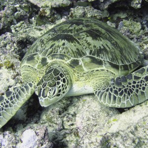 Turtle_1