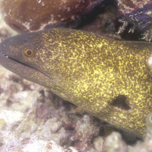 Yellow_Spotted_Moray