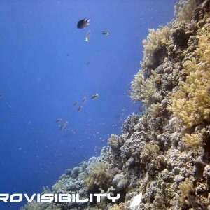 Elphinstone reef
