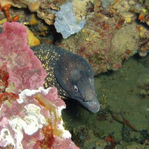 moray