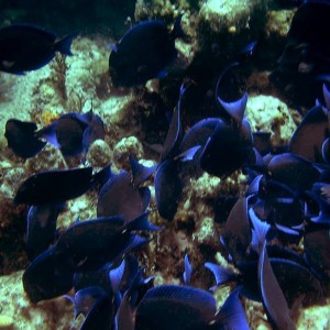 Blue Tangs (Nassau, Bahamas 090104)