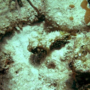 Little Puffer (Nassau, Bahamas 090104)