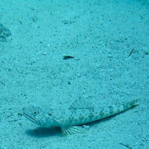 LIzardfish (Nassau, Bahamas 090104)