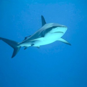 Caribbean Reef Shark (Nassau, Bahamas 090104)
