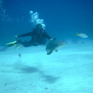 Shark Feeder Plays with Nurse Shark (Nassau, Bahamas 090104)