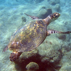 Hawksbill Turtle