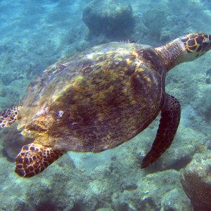 Hawksbill Turtle