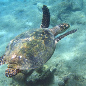 Hawksbill Turtle