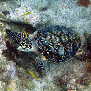 Hawksbill Turtle