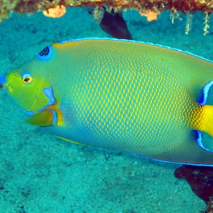 Queen Angelfish