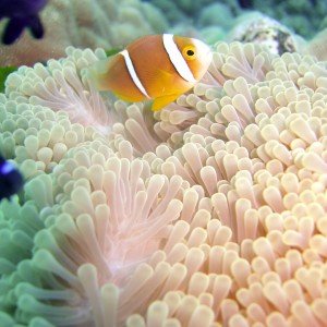 Bora Bora Diving