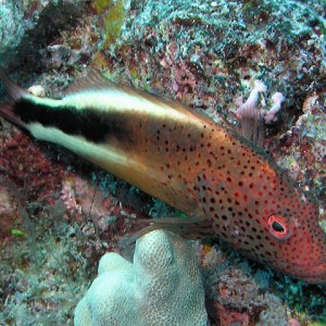 Freckled hawkfish