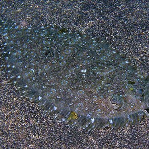 Sandy camouflage