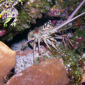 Caribbean-Spiny-Lobster_edi