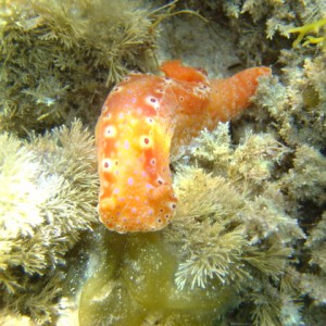 NUDIBRANCH( Short Tailed Ceratosoma)