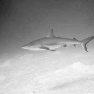 Shark off San Salvador