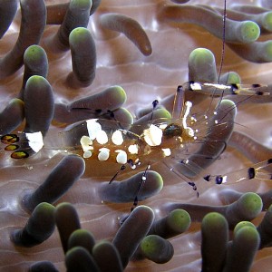 Anemone Shrimp