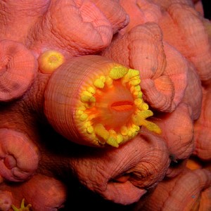 Cup Coral Polyp Blooming