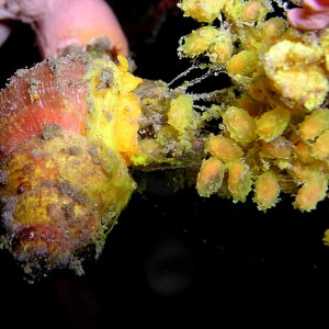 Wentletrap Snail and Eggs