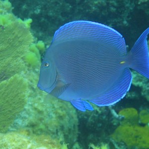 Blue Tang