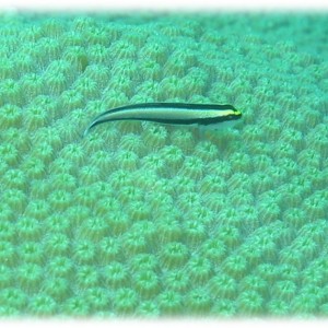 Cleaner Goby