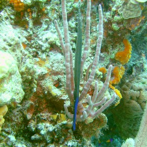 Trumpetfish Camo Style