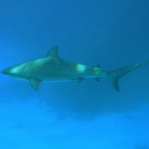 Reef Shark in Blue