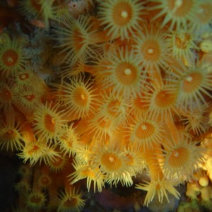 Yellow Zoanthids