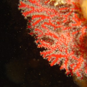 Small Red Gorgonia