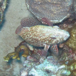 reefgrouper