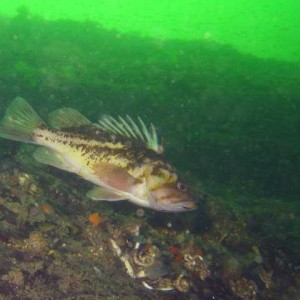 Copper Rockfish