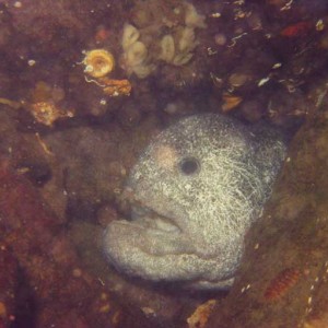 Male wolf eel