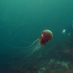 Lions' Mane Jellyfish