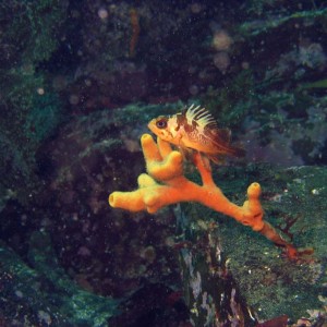 Copper Rockfish on Finger Sponge