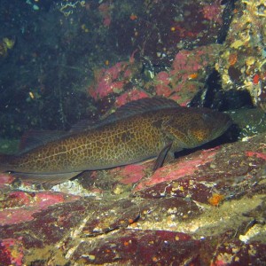 Large Lingcod