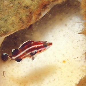 Juvenile Yelloweye Rockfish