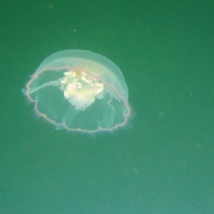 Moon Jelly