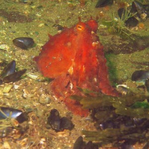 The Not-So-Giant Pacific Octopus