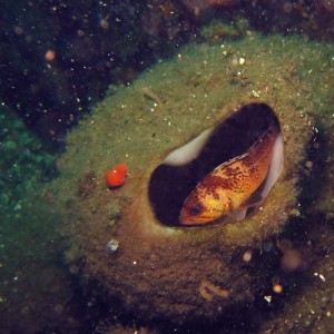 Quillback and Chimney Sponge