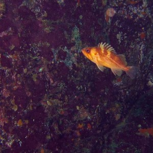 Juvenile Copper Rockfish