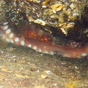 Hiding Octopus